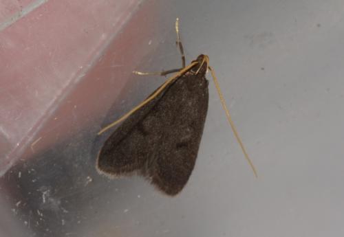 Réf. 267 017 : Eurodachtha siculella